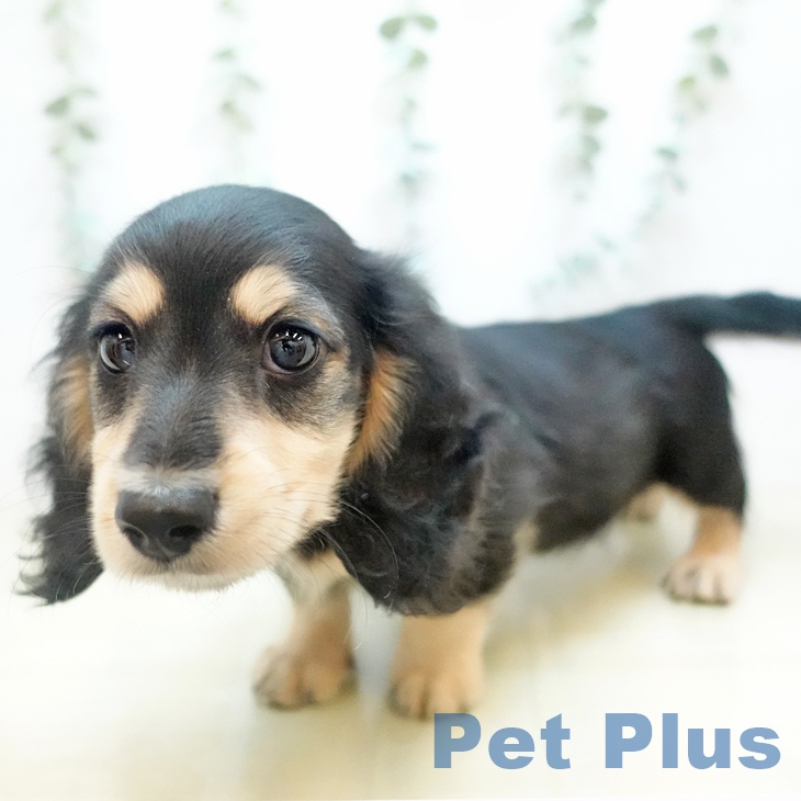 岡山県のミニチュアダックスフンド(ロング) (ペットプラス 岡山店/2025年10月17日生まれ/男の子/ブラックイエロー)の子犬の2枚目の画像