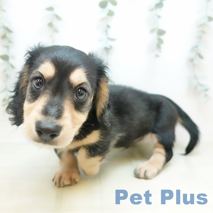 京都府のミニチュアダックスフンド(ロング) (ペットプラス 久御山店/2025年10月17日生まれ/男の子/ブラックイエロー)の子犬の1枚目の画像