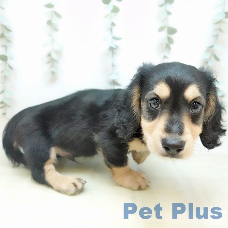 京都府のミニチュアダックスフンド(ロング) (ペットプラス 久御山店/2025年10月17日生まれ/男の子/ブラックイエロー)の子犬の2枚目の画像