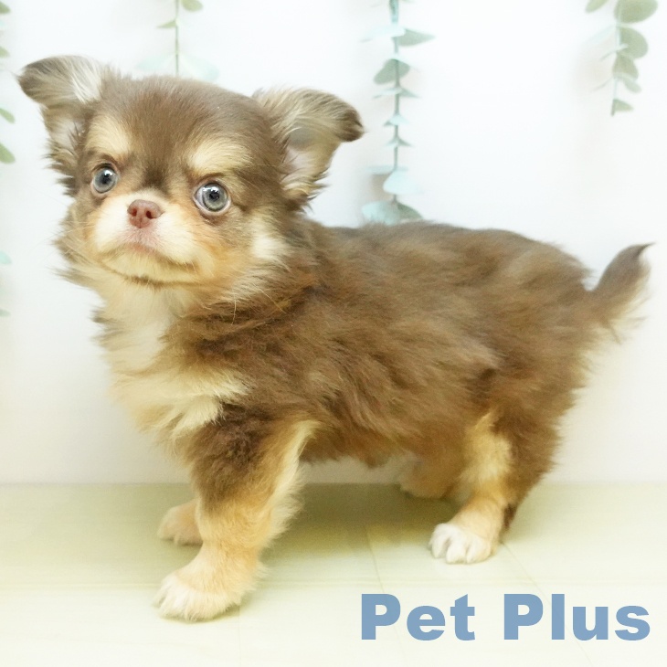 鳥取県のチワワ(ロング) (ペッツワン 日吉津店/2025年10月13日生まれ/男の子/チョコレートクリーム)の子犬の1枚目の画像