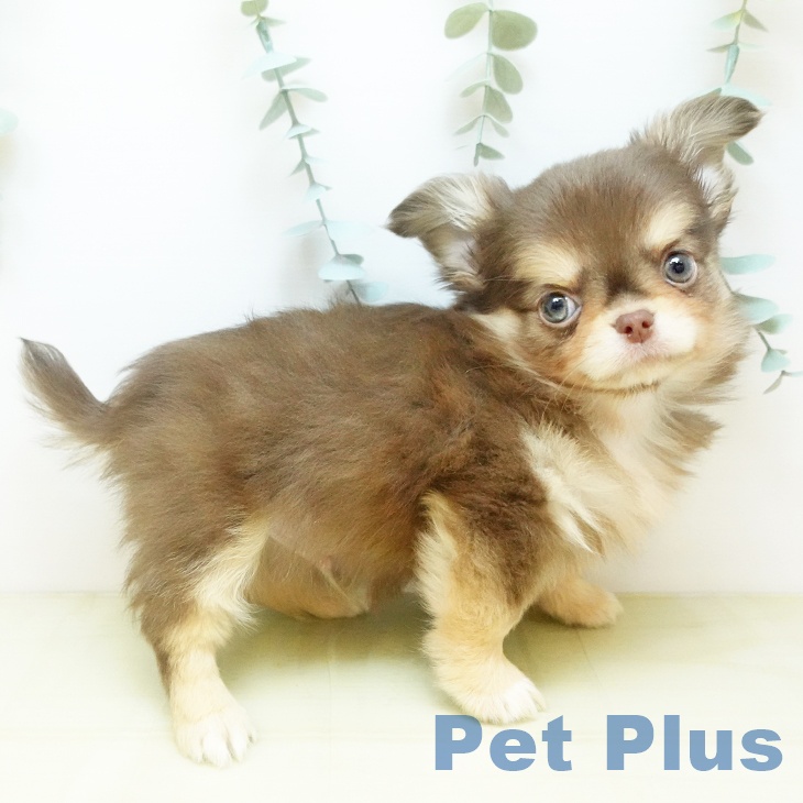 鳥取県のチワワ(ロング) (ペッツワン 日吉津店/2025年10月13日生まれ/男の子/チョコレートクリーム)の子犬の2枚目の画像