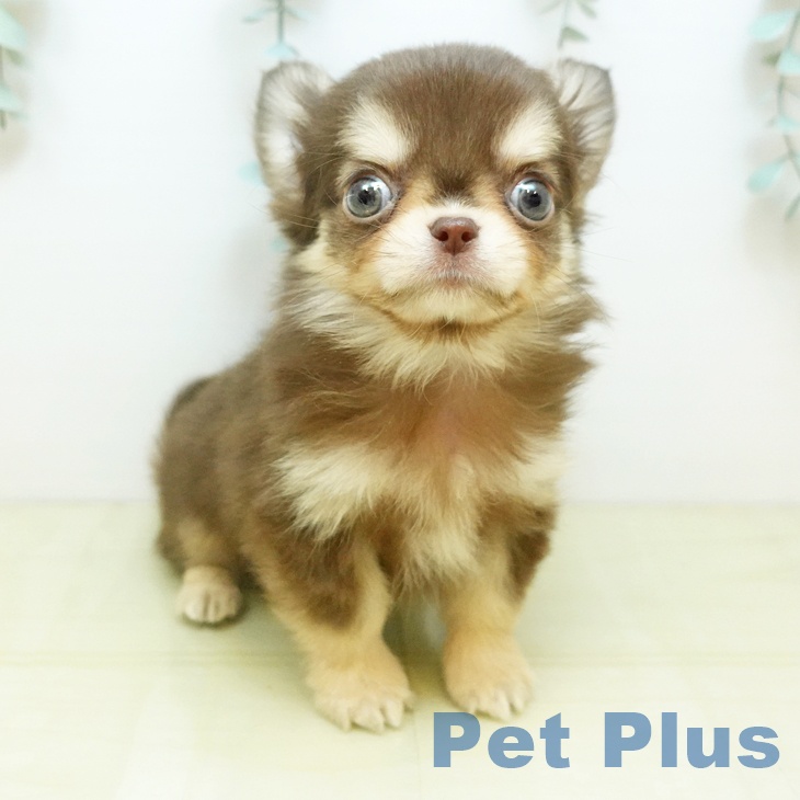 岡山県のチワワ(ロング) (ペッツワン 岡山南店/2025年10月13日生まれ/男の子/チョコレートクリーム)の子犬の1枚目の画像