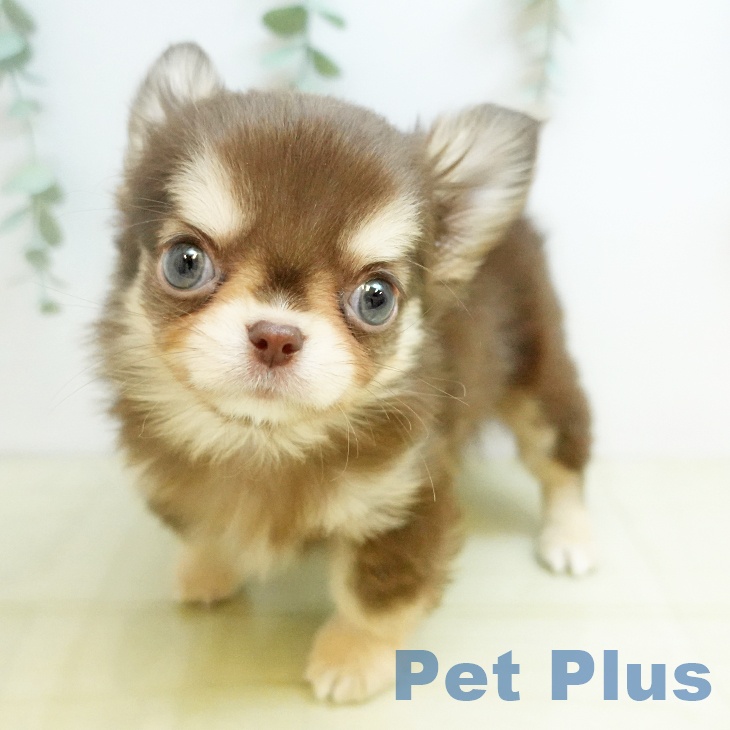 岡山県のチワワ(ロング) (ペッツワン 岡山南店/2025年10月13日生まれ/男の子/チョコレートクリーム)の子犬の2枚目の画像