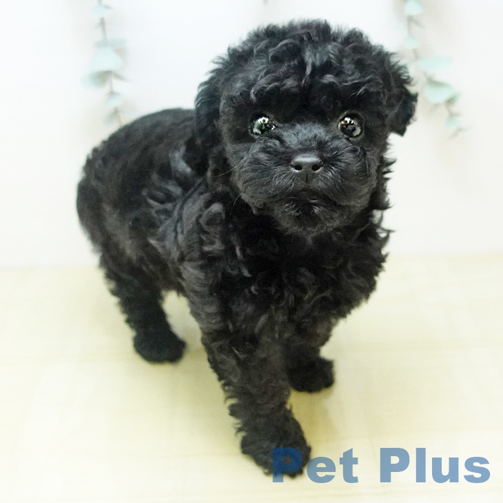 神奈川県のトイプードル(トイ) (ペットプラス 湘南平塚店/2025年10月15日生まれ/女の子/ブラック)の子犬の1枚目の画像