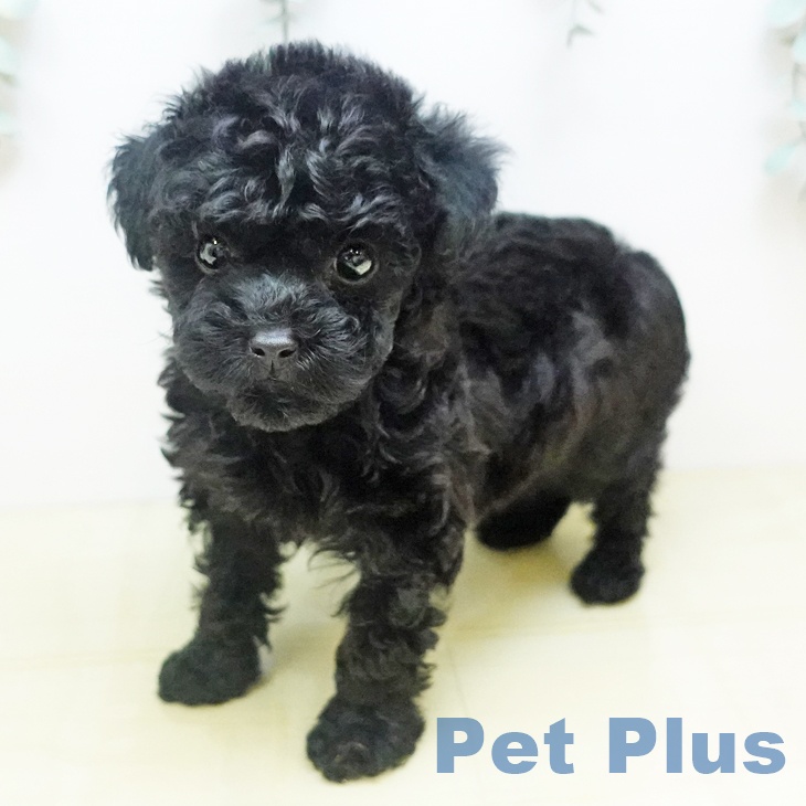 神奈川県のトイプードル(トイ) (ペットプラス 湘南平塚店/2025年10月15日生まれ/女の子/ブラック)の子犬の2枚目の画像