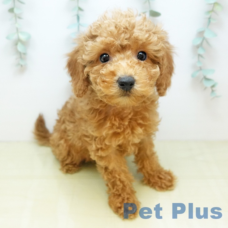 岡山県のトイプードル(トイ) (ペッツワン 岡山南店/2025年10月20日生まれ/男の子/アプリコット)の子犬の1枚目の画像
