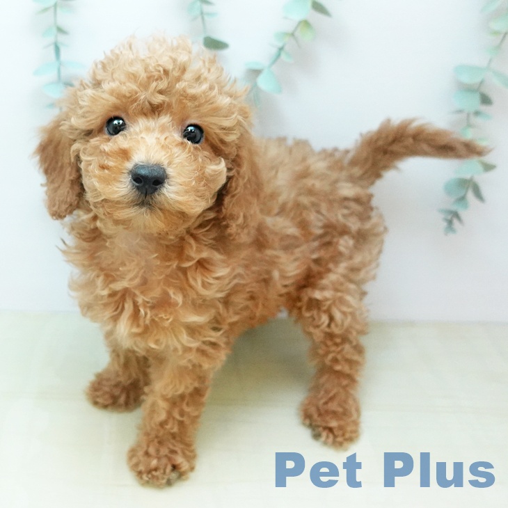 岡山県のトイプードル(トイ) (ペッツワン 岡山南店/2025年10月20日生まれ/男の子/アプリコット)の子犬の2枚目の画像