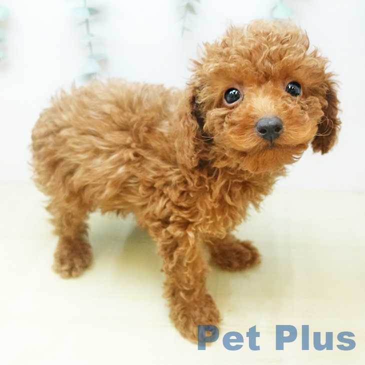 トイ・プードル