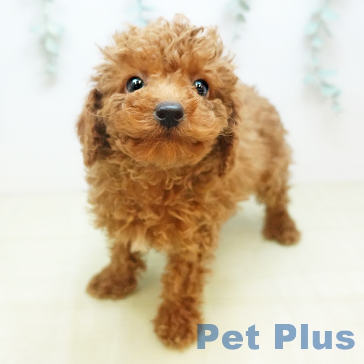 トイ・プードルの写真2