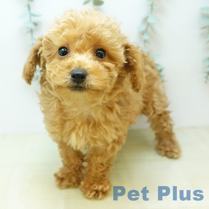 岡山県のトイプードル(トイ) (ペットプラス 岡山店/2025年10月20日生まれ/女の子/アプリコット)の子犬の1枚目の画像