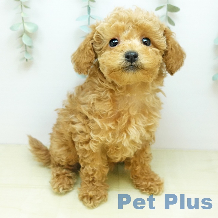 岡山県のトイプードル(トイ) (ペットプラス 岡山店/2025年10月20日生まれ/女の子/アプリコット)の子犬の2枚目の画像