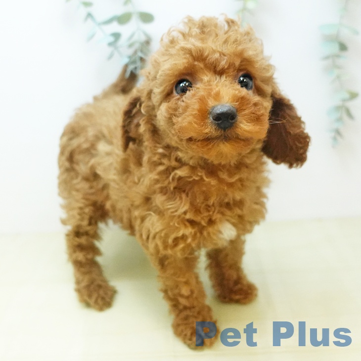徳島県のトイプードル(トイ) (ペットプラス 徳島店/2025年10月20日生まれ/女の子/レッド)の子犬