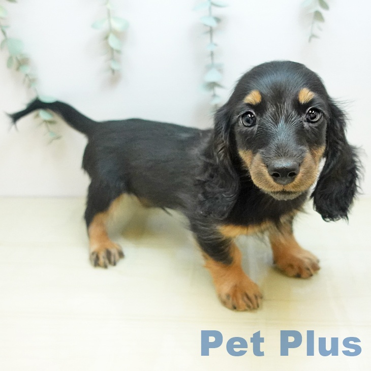 愛媛県のミニチュアダックスフンド(ロング) (ペットプラス 新居浜店/2025年10月16日生まれ/男の子/ブラックタン)の子犬の1枚目の画像