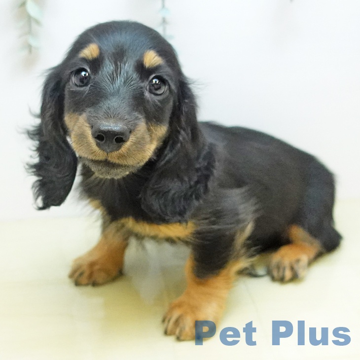 愛媛県のミニチュアダックスフンド(ロング) (ペットプラス 新居浜店/2025年10月16日生まれ/男の子/ブラックタン)の子犬の2枚目の画像