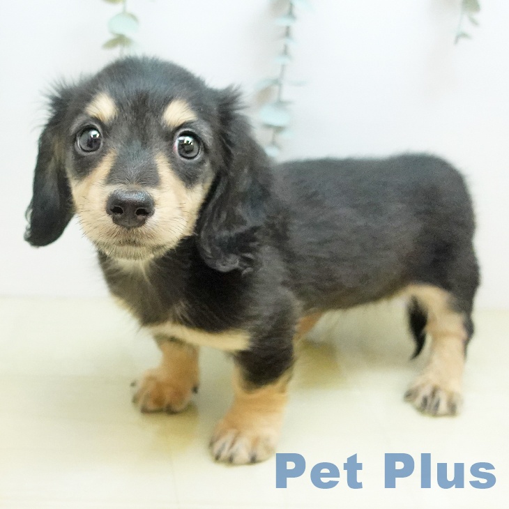 徳島県のミニチュアダックスフンド(ロング) (ペットプラス 徳島店/2025年10月21日生まれ/男の子/ブラックイエロー)の子犬の1枚目の画像