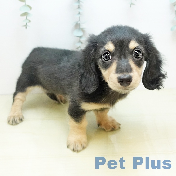 徳島県のミニチュアダックスフンド(ロング) (ペットプラス 徳島店/2025年10月21日生まれ/男の子/ブラックイエロー)の子犬の2枚目の画像