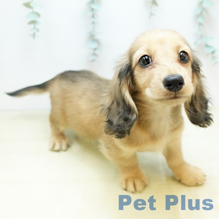 香川県のミニチュアダックスフンド(ロング) (ペットプラス 高松店/2025年10月19日生まれ/男の子/シェーデットイエロー)の子犬の1枚目の画像