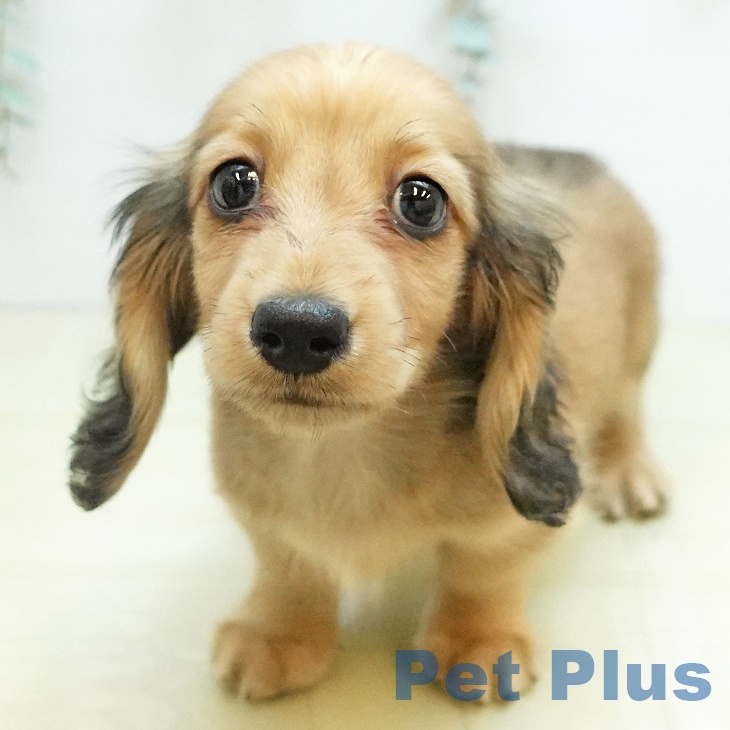 香川県のミニチュアダックスフンド(ロング) (ペットプラス 高松店/2025年10月19日生まれ/男の子/シェーデットイエロー)の子犬の2枚目の画像