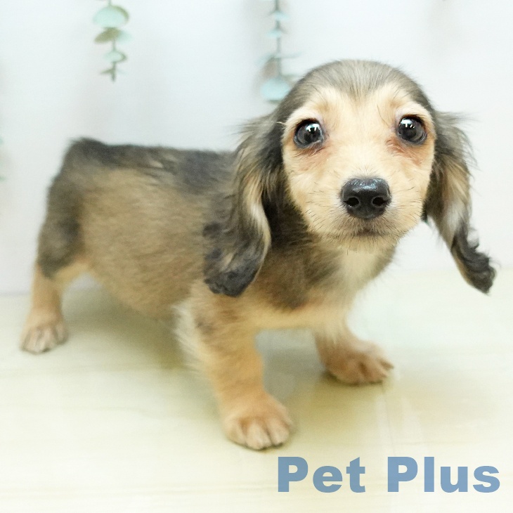 岡山県のミニチュアダックスフンド(ロング) (ペットプラス 岡山店/2025年10月19日生まれ/男の子/シェーデットイエロー)の子犬の1枚目の画像