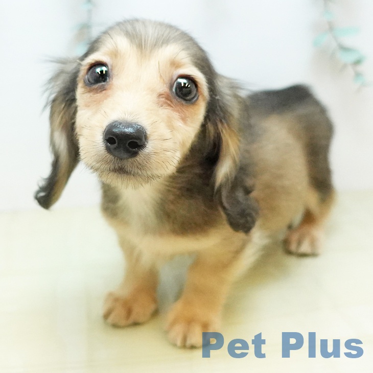 岡山県のミニチュアダックスフンド(ロング) (ペットプラス 岡山店/2025年10月19日生まれ/男の子/シェーデットイエロー)の子犬の2枚目の画像