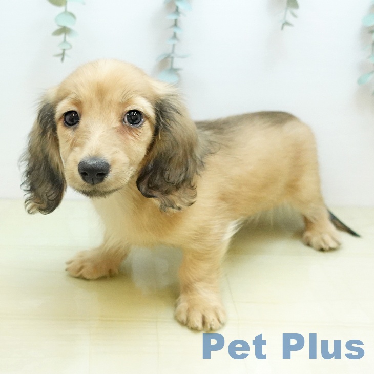 香川県のミニチュアダックスフンド(ロング) (ペットプラス 綾川店/2025年10月19日生まれ/女の子/シェーデットイエロー)の子犬の2枚目の画像