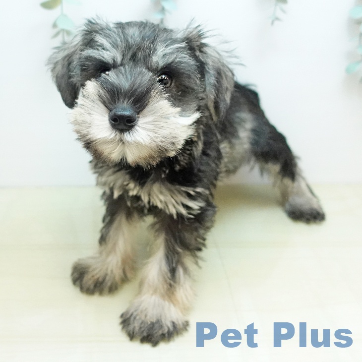 愛媛県のミニチュアシュナウザー (ペットプラス 新居浜店/2025年10月18日生まれ/男の子/ソルトペッパー)の子犬の1枚目の画像