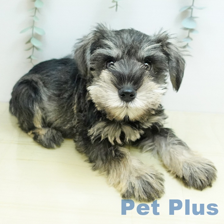 愛媛県のミニチュアシュナウザー (ペットプラス 新居浜店/2025年10月18日生まれ/男の子/ソルトペッパー)の子犬の2枚目の画像