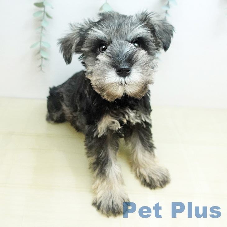 鳥取県のミニチュアシュナウザー (ペッツワン 日吉津店/2025年10月18日生まれ/男の子/ソルトペッパー)の子犬の1枚目の画像