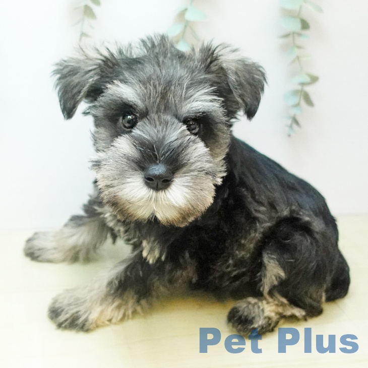 鳥取県のミニチュアシュナウザー (ペッツワン 日吉津店/2025年10月18日生まれ/男の子/ソルトペッパー)の子犬の2枚目の画像