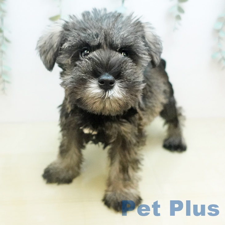 徳島県のミニチュアシュナウザー (ペットプラス 徳島店/2025年10月18日生まれ/男の子/ソルトペッパー)の子犬の1枚目の画像