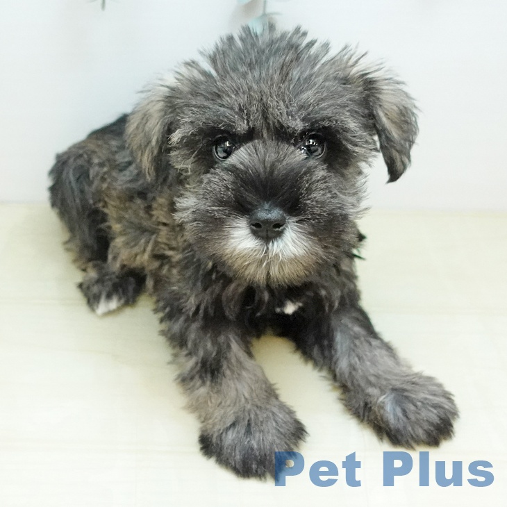 徳島県のミニチュアシュナウザー (ペットプラス 徳島店/2025年10月18日生まれ/男の子/ソルトペッパー)の子犬の2枚目の画像