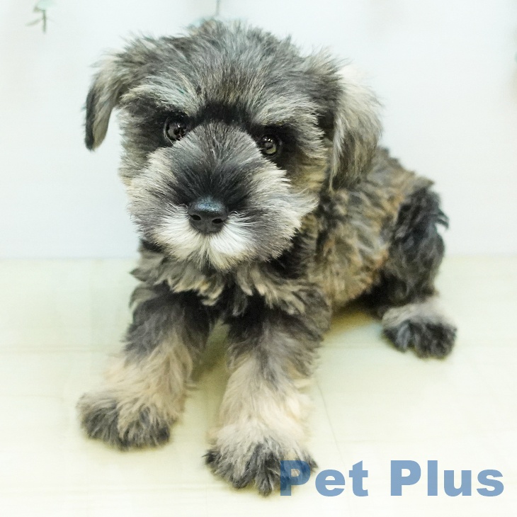 岡山県のミニチュアシュナウザー (ペットプラス 岡山店/2025年10月18日生まれ/男の子/ソルトペッパー)の子犬の1枚目の画像