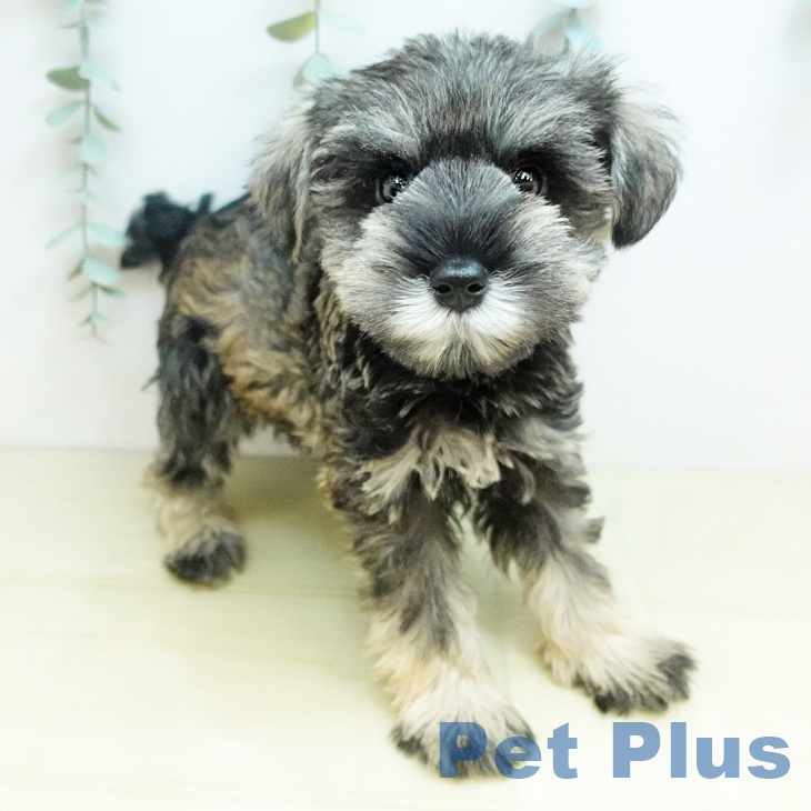 岡山県のミニチュアシュナウザー (ペットプラス 岡山店/2025年10月18日生まれ/男の子/ソルトペッパー)の子犬の2枚目の画像