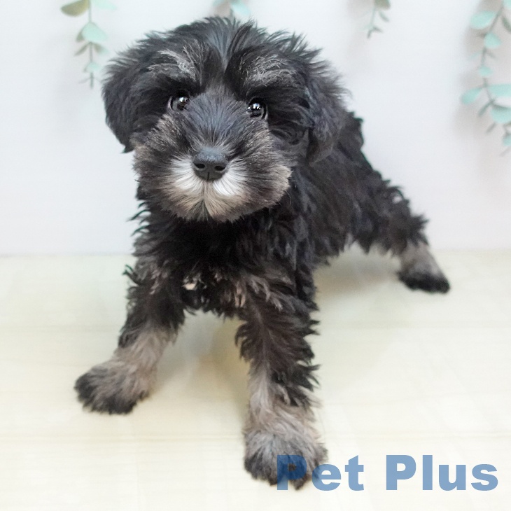 香川県のミニチュアシュナウザー (ペットプラス 綾川店/2025年10月18日生まれ/男の子/ソルトペッパー)の子犬の1枚目の画像