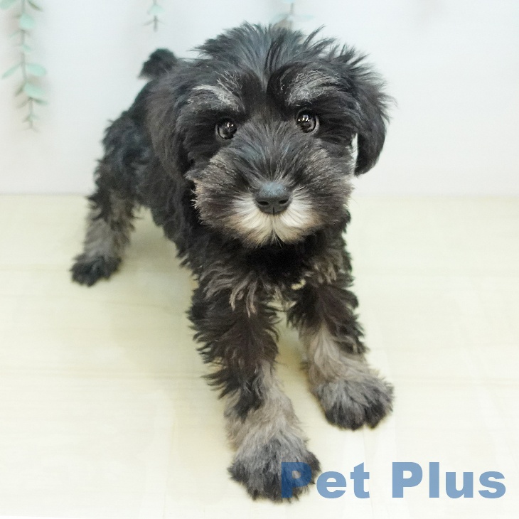 香川県のミニチュアシュナウザー (ペットプラス 綾川店/2025年10月18日生まれ/男の子/ソルトペッパー)の子犬の2枚目の画像