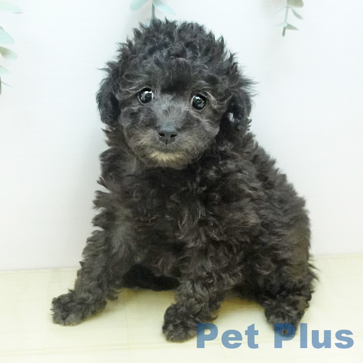 鳥取県のトイプードル(トイ) (ペッツワン 日吉津店/2025年10月21日生まれ/女の子/シルバー)の子犬の1枚目の画像