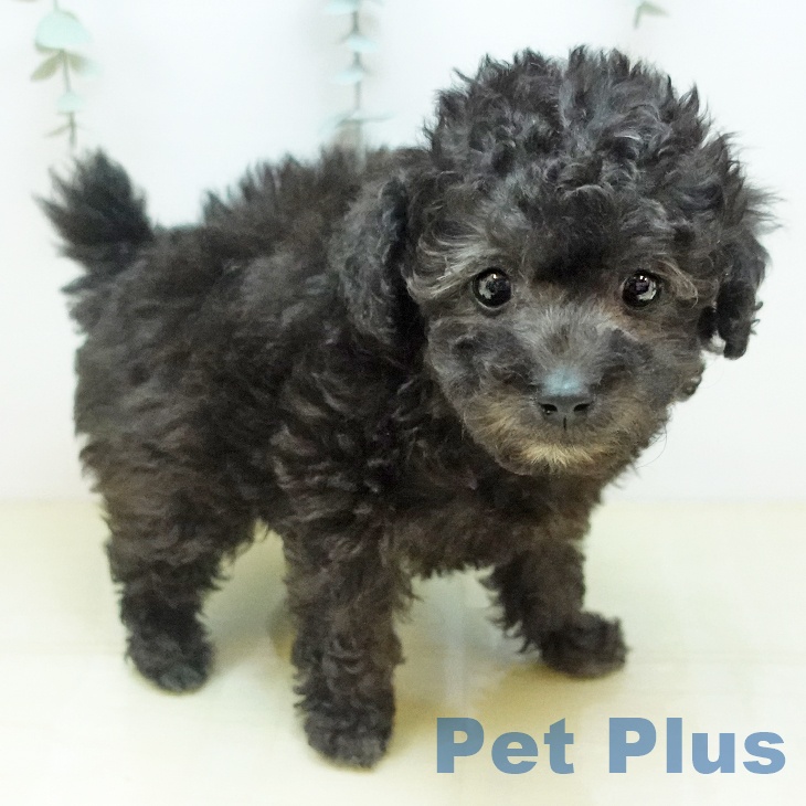 鳥取県のトイプードル(トイ) (ペッツワン 日吉津店/2025年10月21日生まれ/女の子/シルバー)の子犬の2枚目の画像