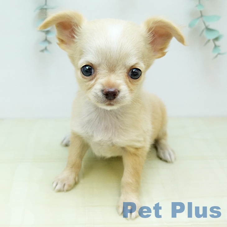 香川県のチワワ(ロング) (ペットプラス 綾川店/2025年10月20日生まれ/男の子/クリームホワイト)の子犬の1枚目の画像
