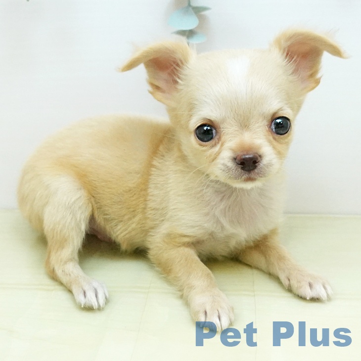 香川県のチワワ(ロング) (ペットプラス 綾川店/2025年10月20日生まれ/男の子/クリームホワイト)の子犬の2枚目の画像