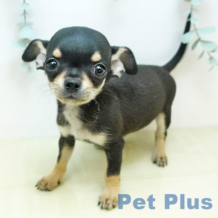 岡山県のチワワ(ロング) (ペッツワン 岡山南店/2025年10月20日生まれ/男の子/ブラッククリーム)の子犬の1枚目の画像