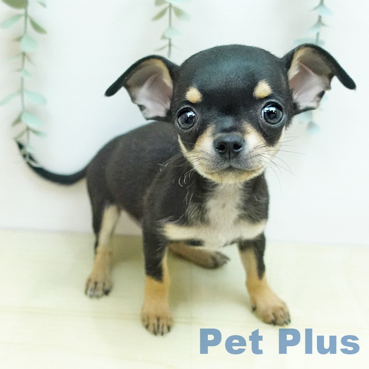 岡山県のチワワ(ロング) (ペッツワン 岡山南店/2025年10月20日生まれ/男の子/ブラッククリーム)の子犬の2枚目の画像