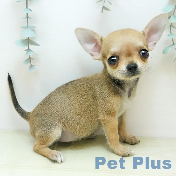 愛媛県のチワワ(ロング) (ペットプラス 新居浜店/2025年10月20日生まれ/女の子/フォーン)の子犬の1枚目の画像