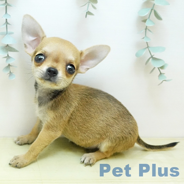 愛媛県のチワワ(ロング) (ペットプラス 新居浜店/2025年10月20日生まれ/女の子/フォーン)の子犬の2枚目の画像