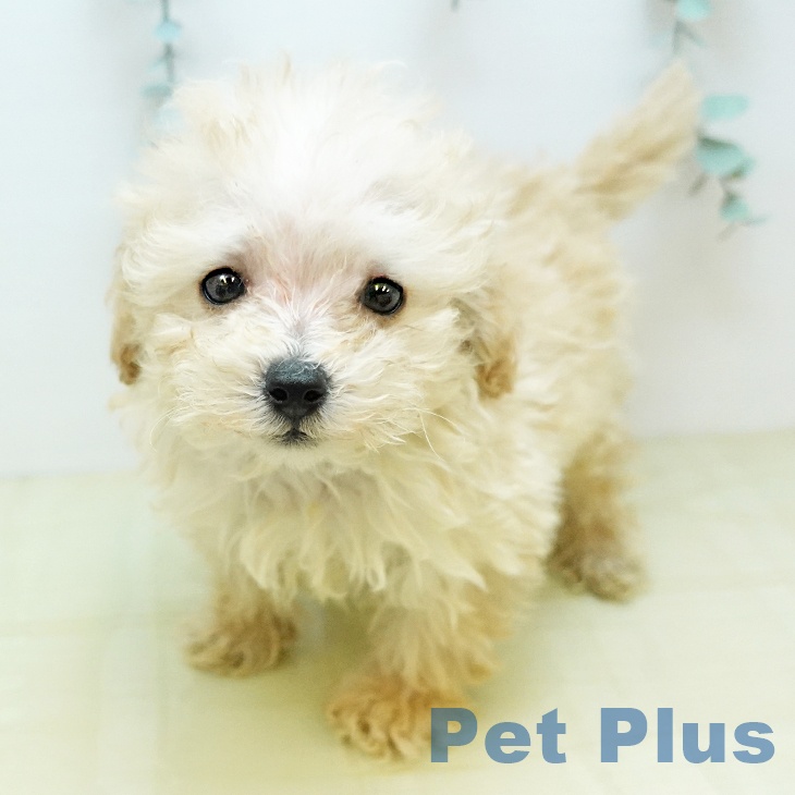 香川県のトイプードル(トイ) (ペットプラス 綾川店/2025年10月23日生まれ/男の子/アプリコット)の子犬の1枚目の画像