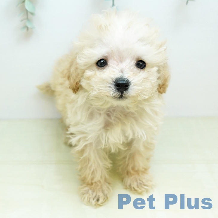 香川県のトイプードル(トイ) (ペットプラス 綾川店/2025年10月23日生まれ/男の子/アプリコット)の子犬の2枚目の画像