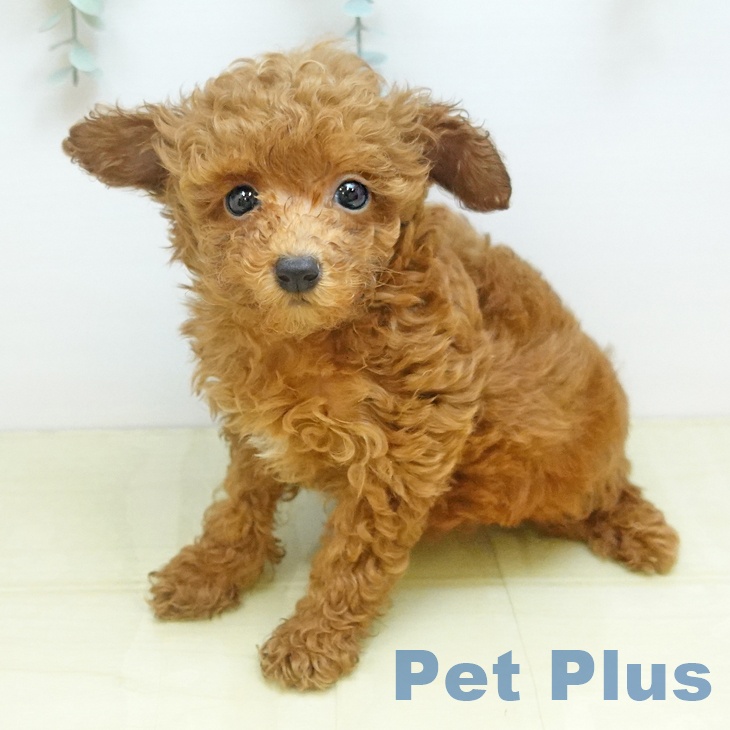 トイ・プードル