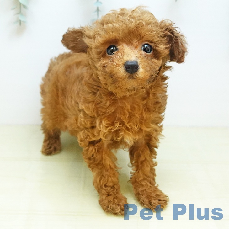 トイ・プードル