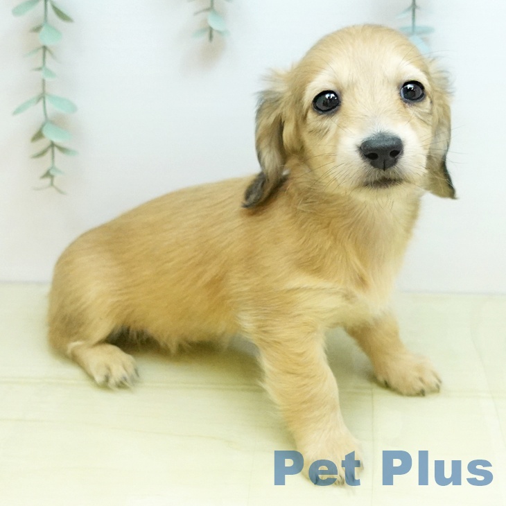 群馬県のミニチュアダックスフンド(ロング) (ペットプラス イオンモール太田店/2025年10月23日生まれ/女の子/シェーデットイエロー)の子犬の1枚目の画像