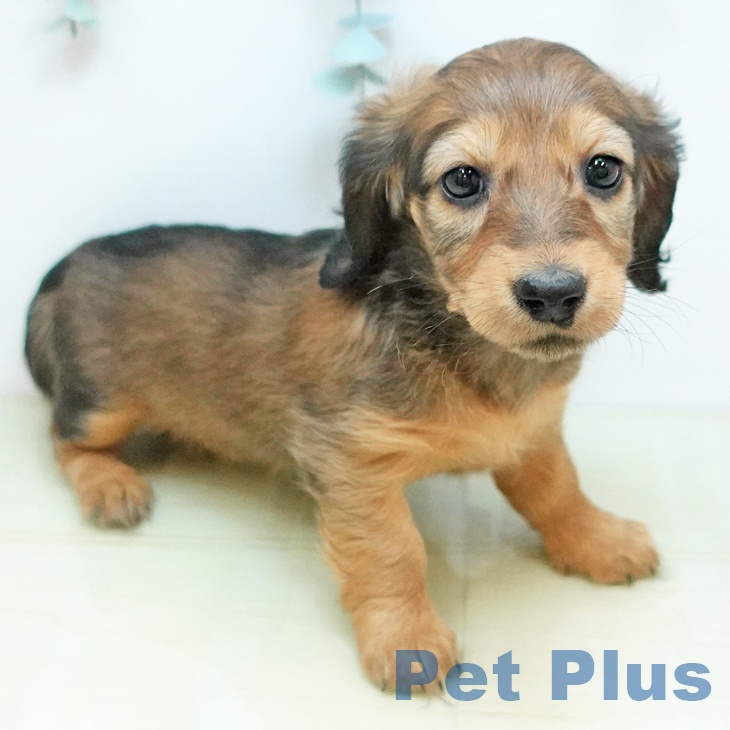 長野県のミニチュアダックスフンド(ロング) (ペットプラス 松本店/2025年10月23日生まれ/女の子/シェーデットレッド)の子犬の1枚目の画像