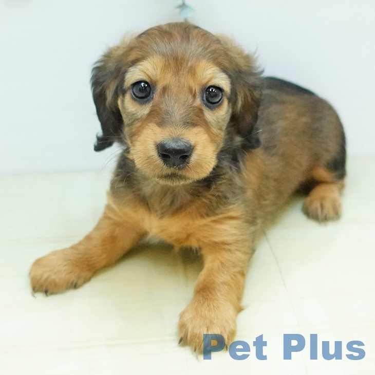 長野県のミニチュアダックスフンド(ロング) (ペットプラス 松本店/2025年10月23日生まれ/女の子/シェーデットレッド)の子犬の2枚目の画像